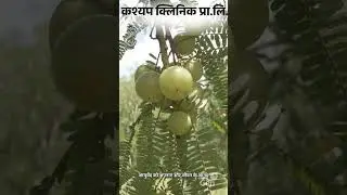 सेक्स समस्याओं का समाधान आयुर्वेद द्वारा | डॉ०बी०के०कश्यप | कश्यप क्लिनिक प्रा०लि० | आयुर्वेदाचार्य