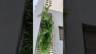 The mystery of the fern species 