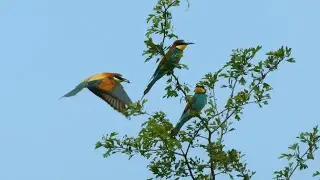European Bee-Eater (Merops apiaster) singing/vocalizing, Bulgaria