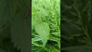 Insect walk 🌱 #insectsfacts #insectshorts