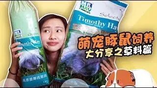 【萌宠豚鼠饲养大分享之草料篇】不知道什么时候该吃什么草？不知道如何区分真草和山寨草？准豚妈妈们看过来啦！
