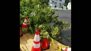 Bug tree  branch  fell. 6 feet  tall 🤔