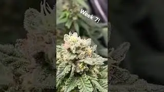 Almost at the end! #chileverde #garden #420 #420daily #ethoslab #ethos #nyc #nycvlog