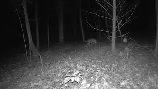 Male Coyote Sits to Scratch and Marks His Territory