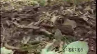 Distorted video in capture