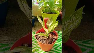 #aglaonemaplantcare #indoorplanting #gardening #plants #indoorplantsathome #garden #agriculture