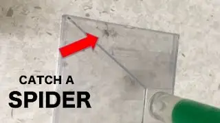 How to catch a Spider using the Katcha Bug catcher like a BOSS!