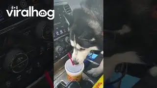 Husky With a Sweet Tea Obsession || ViralHog
