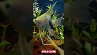 Macro Bubbles | Natural Aquascape Close-Up