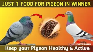 Pigeon Winter Care | How to Protect Pigeons from Cold & Diseases