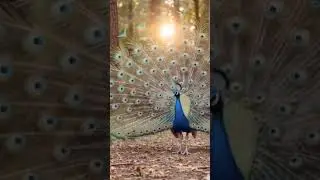 #peacock #satisfying #nature#asmr #relaxing #nationalbirdofindia