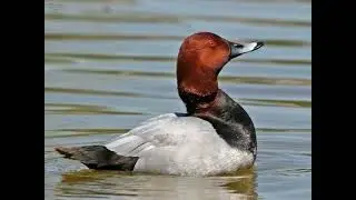 Canvasback / Aythya valisineria sound and call beautiful duck bird pictures @volcanoofbeauty5481