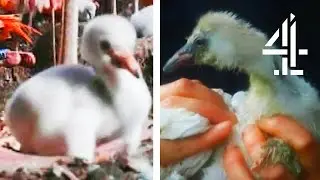 Saving A Lost Baby Flamingo Chick | The Secret Life Of The Zoo