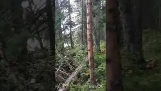 Inside the Siberian forest #tamil #music #song