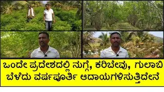 ನುಗ್ಗೆ, ಕರಿಬೇವು ಮತ್ತು ಗುಲಾಬಿ ಬೆಳೆಯಿಂದ ವರ್ಷಪೂರ್ತಿ ಆದಾಯವಿದೆ