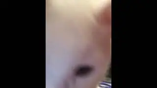 Kitten cute attack reverse camera funny cat