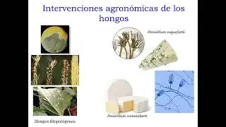 Hongos 2022