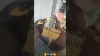 Take care everyone!Myna's way of taking food