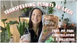 How to Transfer Plants to LECA | Feat. Thai Constellation & P. Billietiae