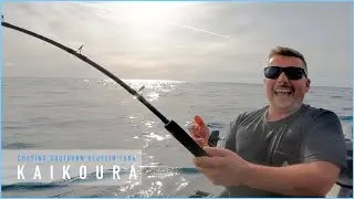 Chasing Bluefin Tuna - Kaikoura