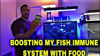 Boosting my fish immune system with FOOD!