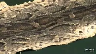 Biggest PYTHON in Florida Snake Hunt Released Back into the Wild | Python Hunt
