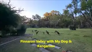 🐶🦘Pinnaroo Valley with My Dog & Kangaroos. Walking Through Australia&rsquo;s Greenest Cemetery