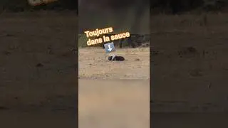 Maël le ratel 💀