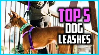 ✅ Top 5 Best Dog Leashes of 2024