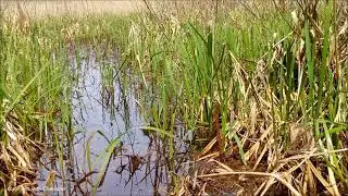 Marouette ponctu&eacute;e et r&acirc;le d'eau, comportement territorial