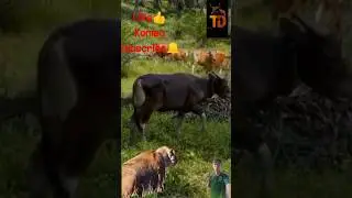 sapi tenang di saat singa mendekat #animals #singa #sapi
