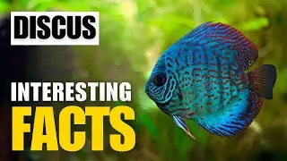 How to Uncover the Amazing Facts of Discus? | Interesting Facts | The Beast World