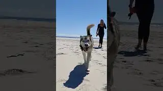 This made me smile; *Husky* beach shots.