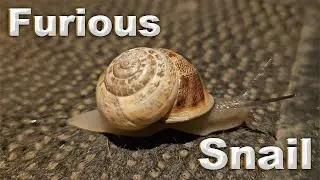 Cyprus Snail Adventures: A Time-loop Story with Nature Sounds #cyprus #snail #timeloop #naturesounds