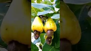 CASHEW-ASIAN EXOTIC FRUITS//GAJUS-BUAH EKSOTIK ASIA.#shorts