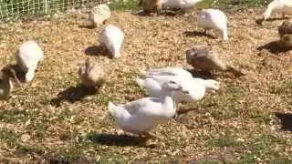 As Fresh As It Gets - High Point Farm - Mary's Fresh Duck Eggs