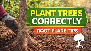 How To Plant Trees For Landscape Success | Crown & Root Flare Explained