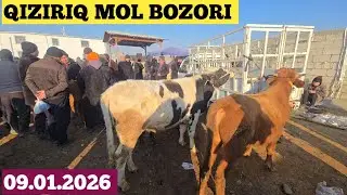 09.01.2026 QIZIRIQ JAXON MOL BOZORI NARHLAR BALANDMI 