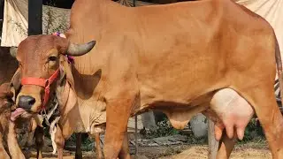 जोरदार क्वालीटी की बछडी वाली गीर गाय सेल पर उपलब्ध || Top Quality #Gircow For Sale 9511592301 