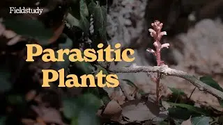Parasitic Plants in the UK?