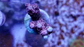 Frag rack 14g lagoon