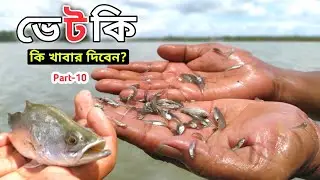 Part-10: ভেটকি কি ধরণের খাবার খায় | what kind of food does vetki eat | ভেটকি মাছের চাষ | কোরাল মাছ