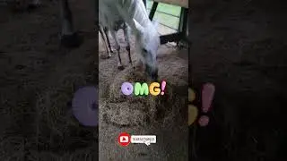 They Worked It Out And He's Smart 💚 #animals #farm #horse #shorts