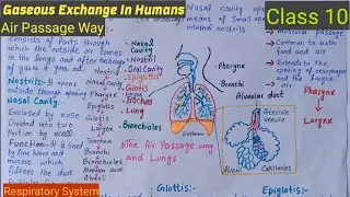 Gaseous Exchange In Humans || The Air Passageway || Class 10 || Lec#03
