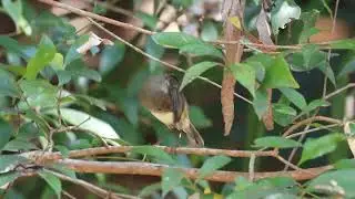 Brown Thornbill at Mudgeeraba Hinterland Regional Park, Aug 2023