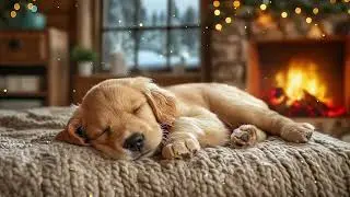 12 Hours Of Dog Calming Music🎵Relaxation Music for Dogs🐶Gentle Melodies 💖 Soothing Separation Relief