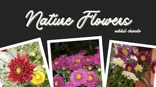 Top Flowering Plants For balconies| Semi-Shaded Flowering Plants#WinterFlowers Nikhil Charde #nikhil