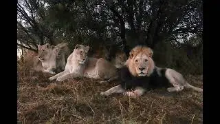 All lions together. 10 years anniversary.
