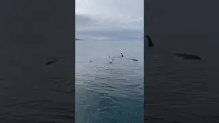 Orca family resting ☁️