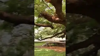Огромные дерево в Тайланде #samaneasaman #gianttraintree #triptothailand #деревогигант